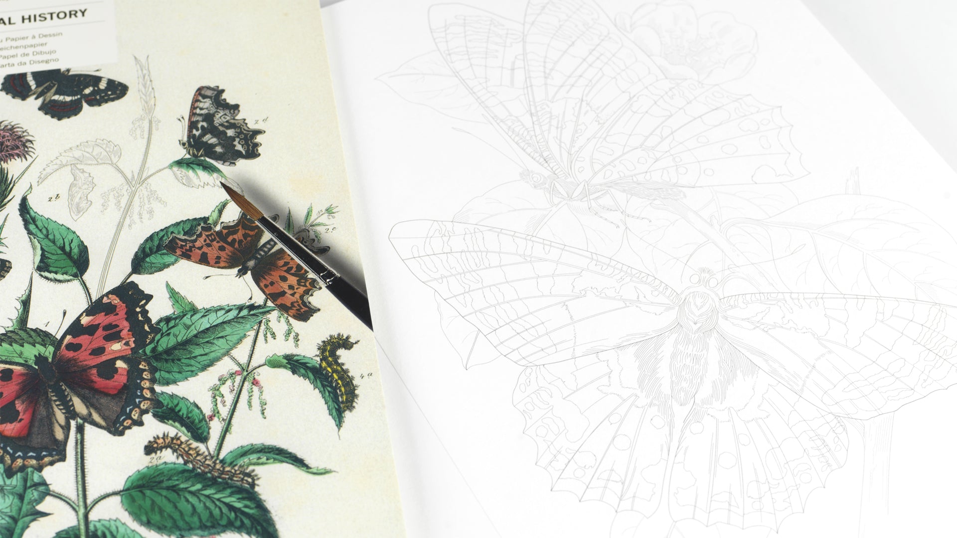 Artists’ Colouring Book - Natural History