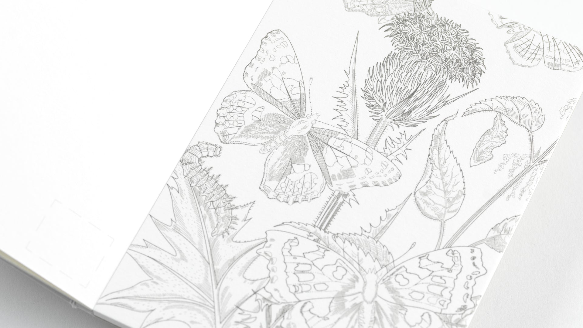 Watercolour Postcard Book - Natural History