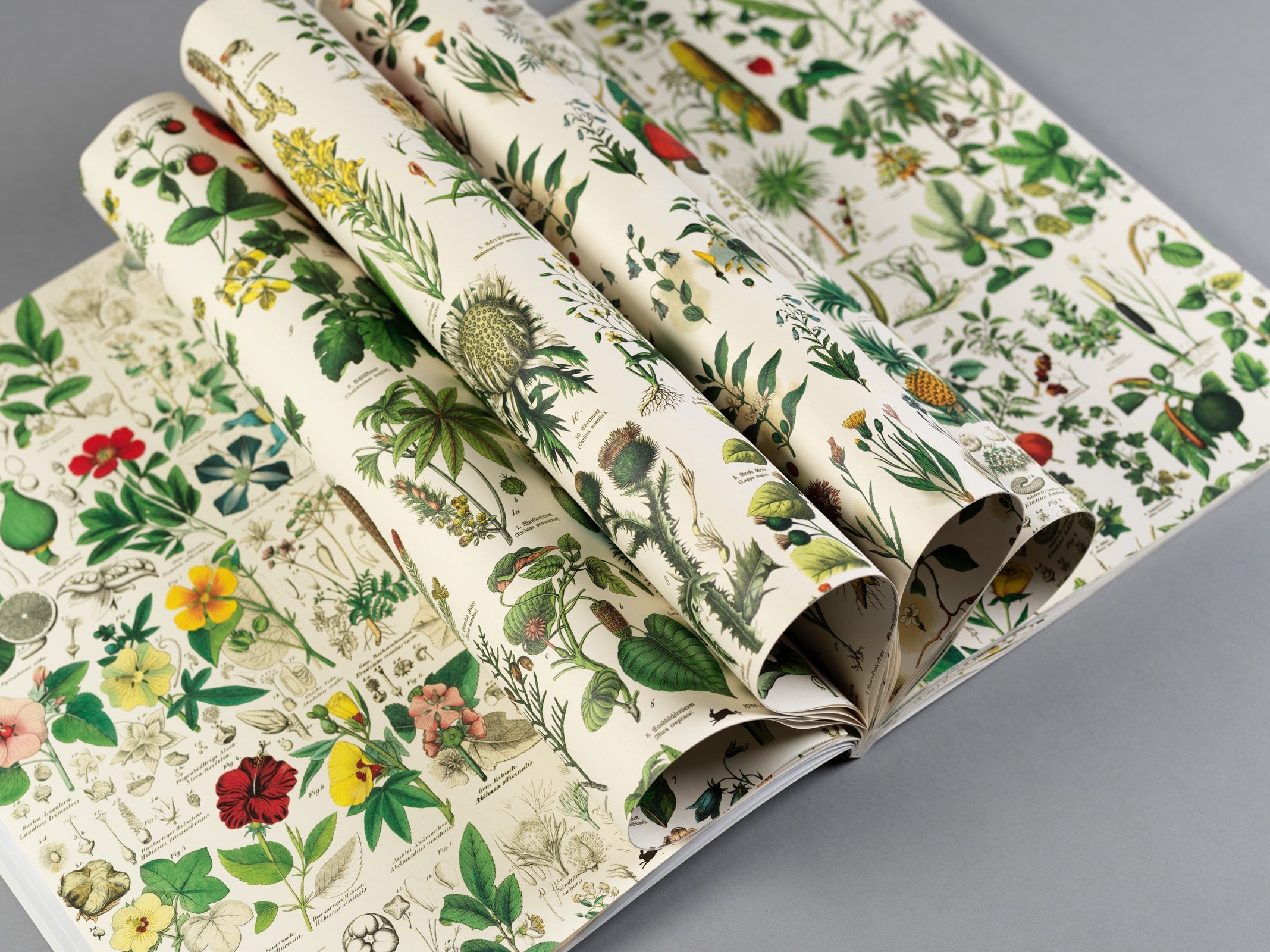 Gift & creative papers - Flora