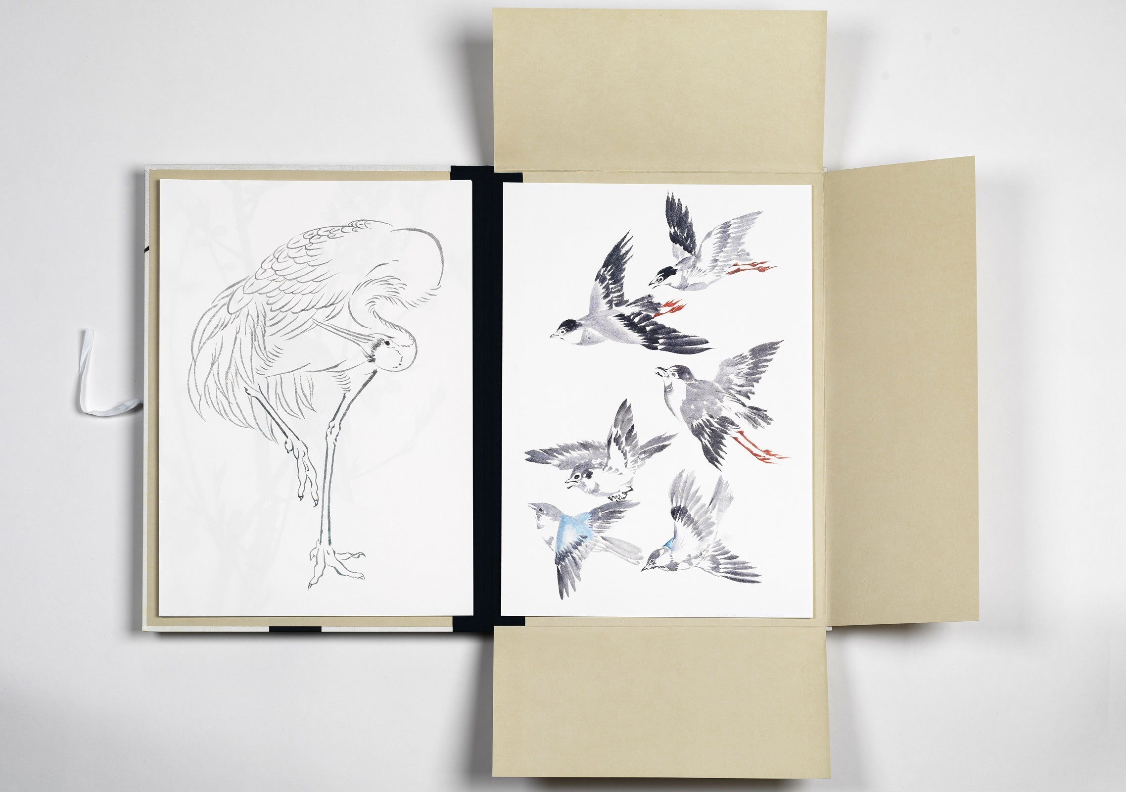 Art portfolios - Japanese Birds