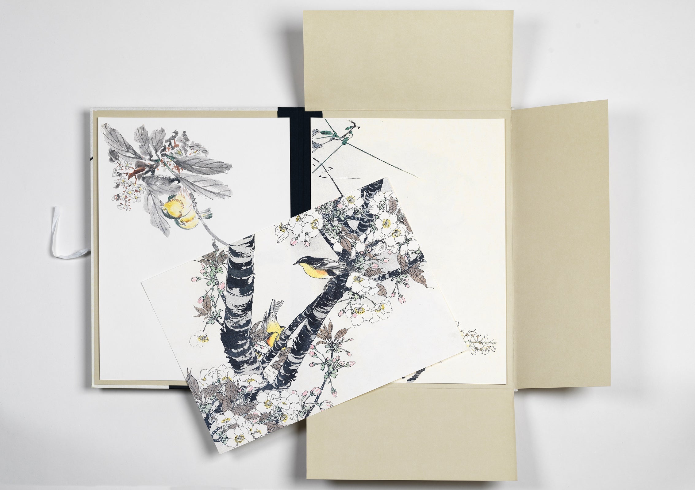 Art portfolios - Japanese Birds